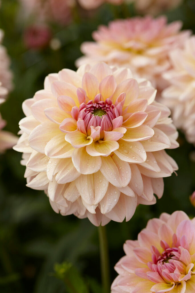 Dahlia Dekorativ Maya 1-pack